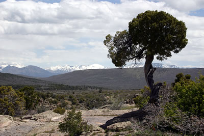 Gnarled Tree and the Mountains