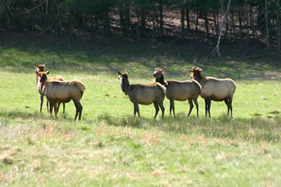 Another Elk Photo