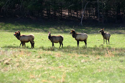 Yet Another Elk Photo