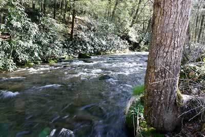 Cataloochee Creek