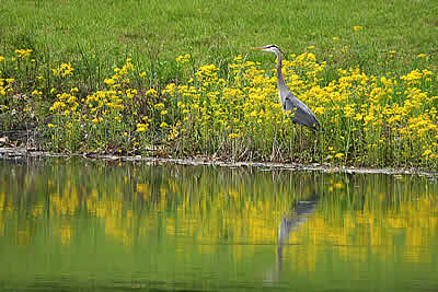 Great Blue Heron at the Water’s Edge